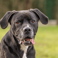 PHOENIX OAA19289, chien à adopter