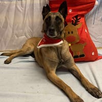 R-KIARA, chienne à adopter