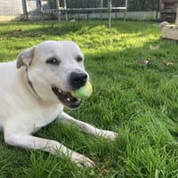 FABIO, chien à adopter