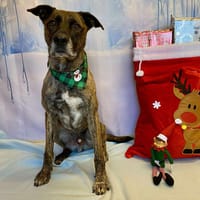 ZEUS, chien à adopter