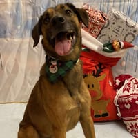 BLADE, chien à adopter