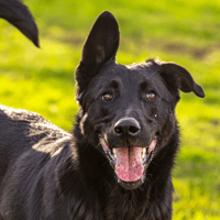 KALI (réservée) OAA19674, chienne à adopter