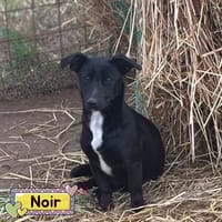 NOIR, cane femmina da adottare