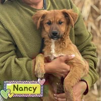 NANCY, cane femmina da adottare