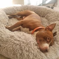 TATUM, le grand sportif, chien à adopter