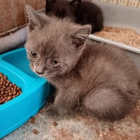 Cassius, chat à adopter