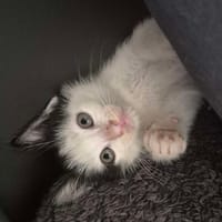 Gaï, chat à adopter