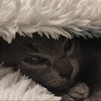 Miyu, chat à adopter