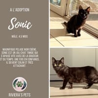 Sonic, chat à adopter
