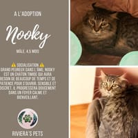 Nooky, chat à adopter