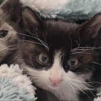 Runa, chatte à adopter