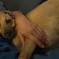 la belle et tendre LUCY, chienne à adopter
