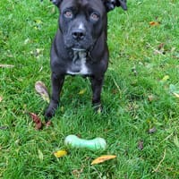 PATY la créole en normandie, chienne à adopter