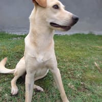 BUDY le magnifique, chien à adopter