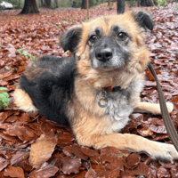 Sian, female dog to adopt
