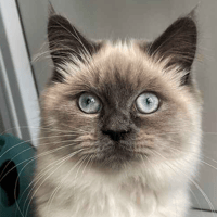 Princess and Peach, female cat to adopt