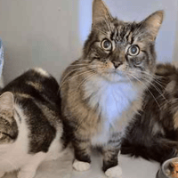 Bubby, Tiger and Zebby, cat to adopt
