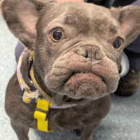 Willow, female dog to adopt