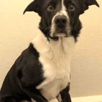 Casper, dog to adopt