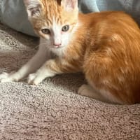 HUGGY, chat à adopter