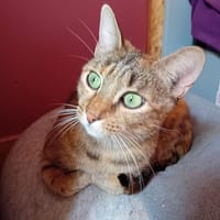 NINA*, chatte à adopter
