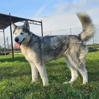 Leyla, cane femmina da adottare
