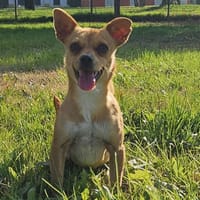 Ciri, cane femmina da adottare