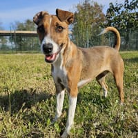 Yoko, cane femmina da adottare