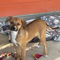 Agata e Nestor, cane da adottare