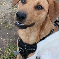 Dixy la joyeuse et dynamique louloute, chienne à adopter