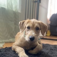MANHATTAN, chienne à adopter