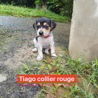 Tiago, bébé fripon, chien à adopter