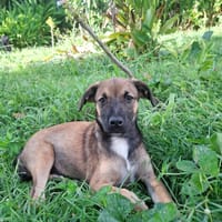 NAMEA, chienne à adopter