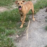 TWISTIE, Femelle Croisée Créole NON-LOF, chienne à adopter