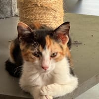 TOKYO, chatte à adopter