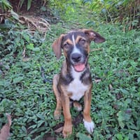 YUKI, chiot Berger Créole mâle, chien à adopter