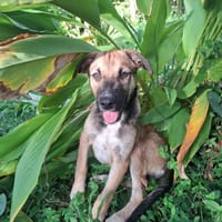 SANJEE, chien à adopter