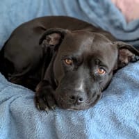 Paty, douce créole en Normandie, chienne à adopter