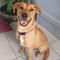 BULMA, chienne à adopter