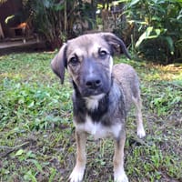 NAMY, chiot Berger Créole femelle, chienne à adopter