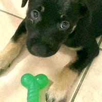 LAUMA petit amour sur pattes, chienne à adopter