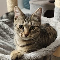 Samba, chatte à adopter