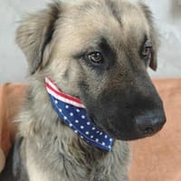 Ulysse, chien à adopter