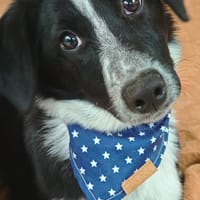 Nita, chienne à adopter