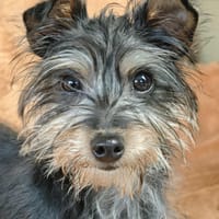 Ange, chien à adopter