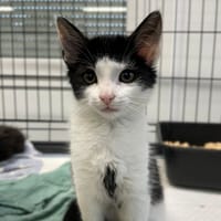 Sorgo, kotka do adopcji