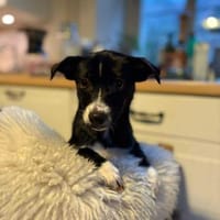 Pheo schwarzer Welpe mit weißer Seele, Hund zur Adoption