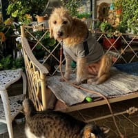 Anni, Hündin zur Adoption