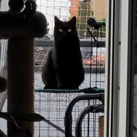 Lackfellchen Nia sucht ihre Familie, Katze zur Adoption