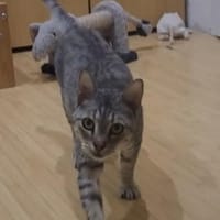 Liebe Tonja sucht ihre Menschen, Katze zur Adoption